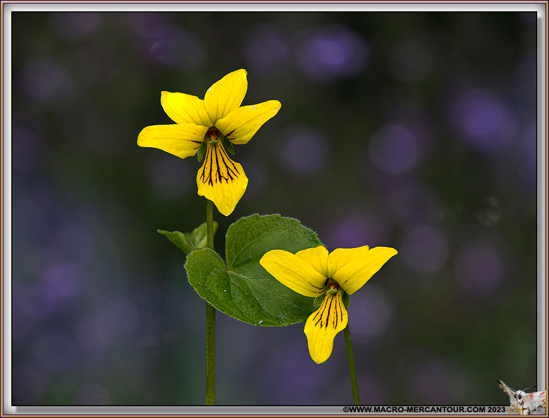 Viola biflora